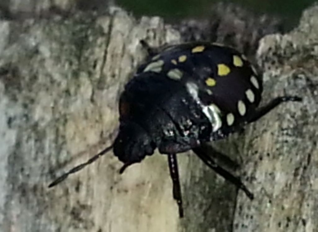 Pentodon bidens punctatum e ninfa di Nezara viridula (Eterottero Pentatomidae)