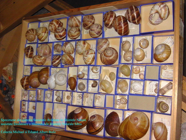 Alcuni aspetti storici sullo studio dei molluschi a Sibiu,RO