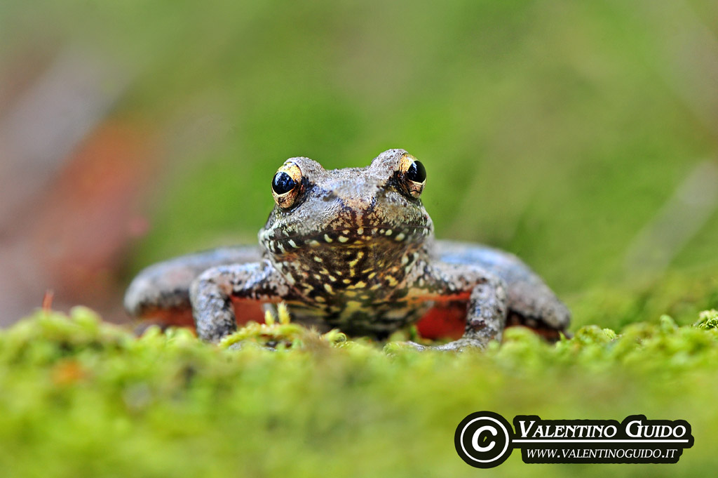 identificazioneeeee - Rana italica, Pelophylax sp.