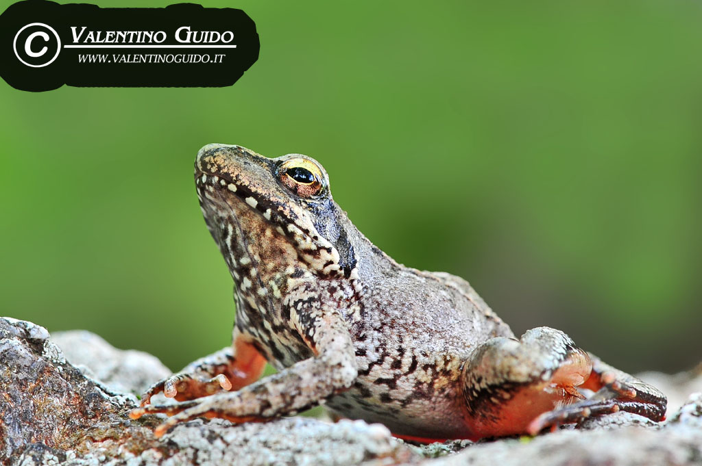 identificazioneeeee - Rana italica, Pelophylax sp.