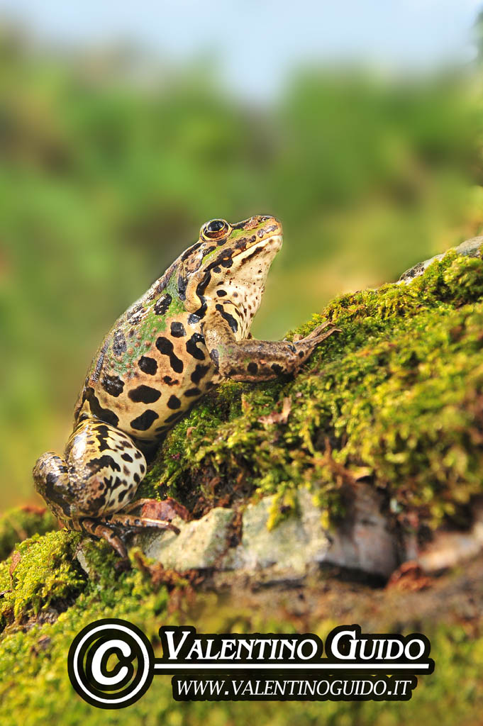 identificazioneeeee - Rana italica, Pelophylax sp.