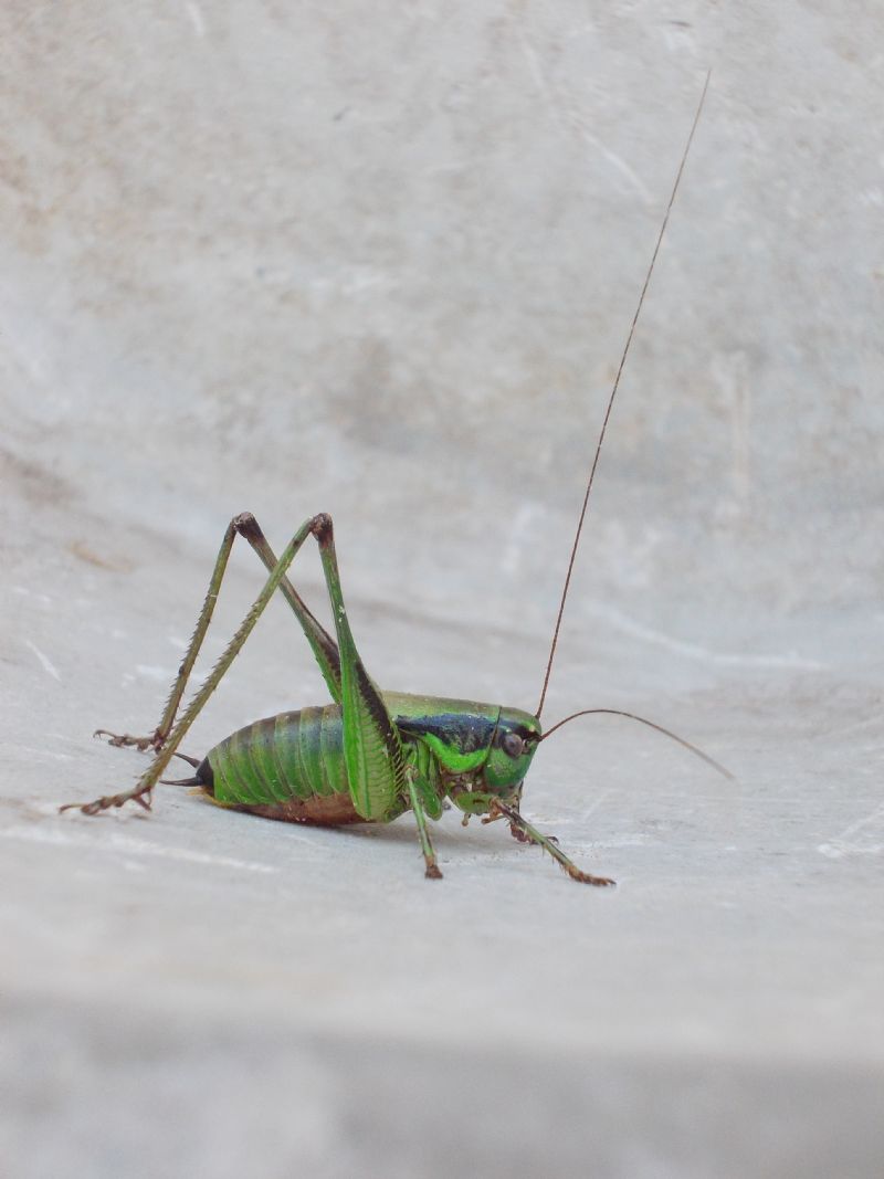 Tettigoniidae:  Eupholidoptera sp., maschio