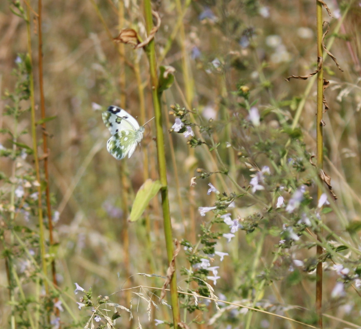 Da identificare... - Pontia edusa, Pieridae