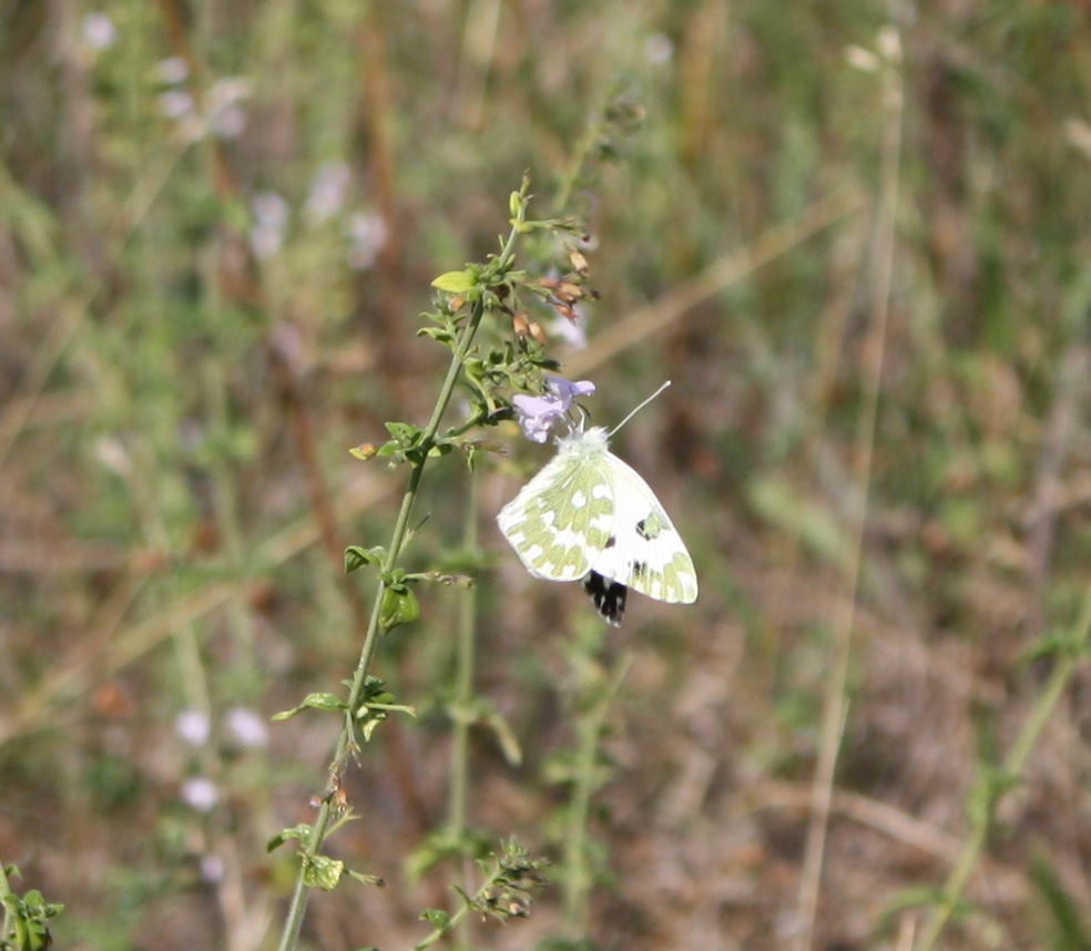 Da identificare... - Pontia edusa, Pieridae