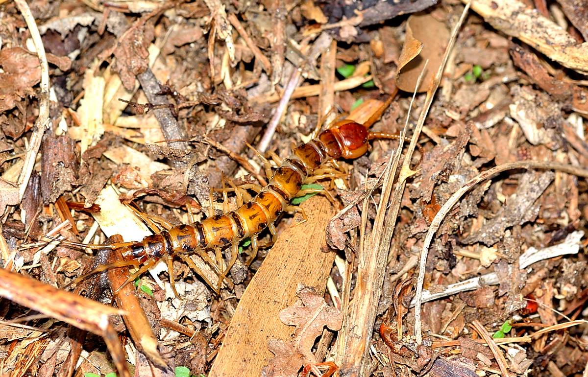 Chilopoda: Lithobius cfr. varigatus (Lithobiidae)