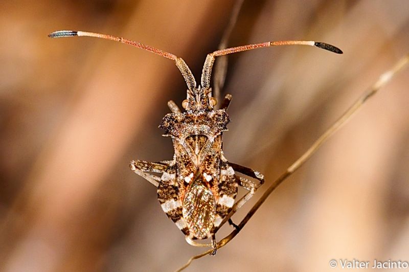 Coreidae: Centrocoris spiniger