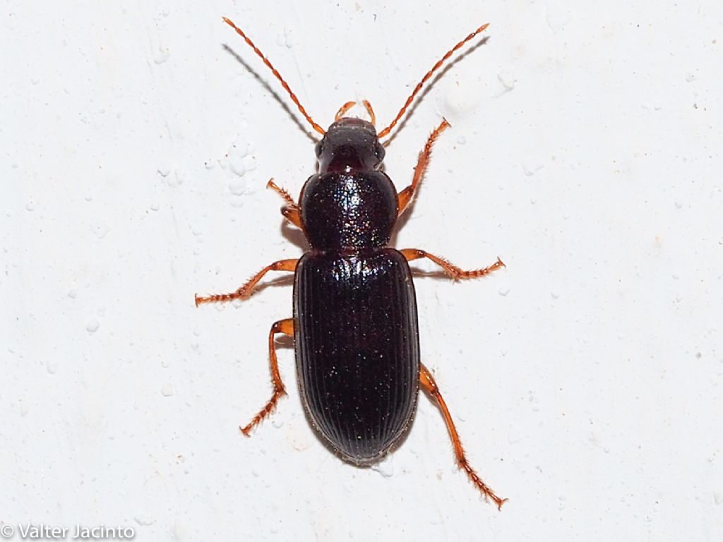 Carabidae - da determinare