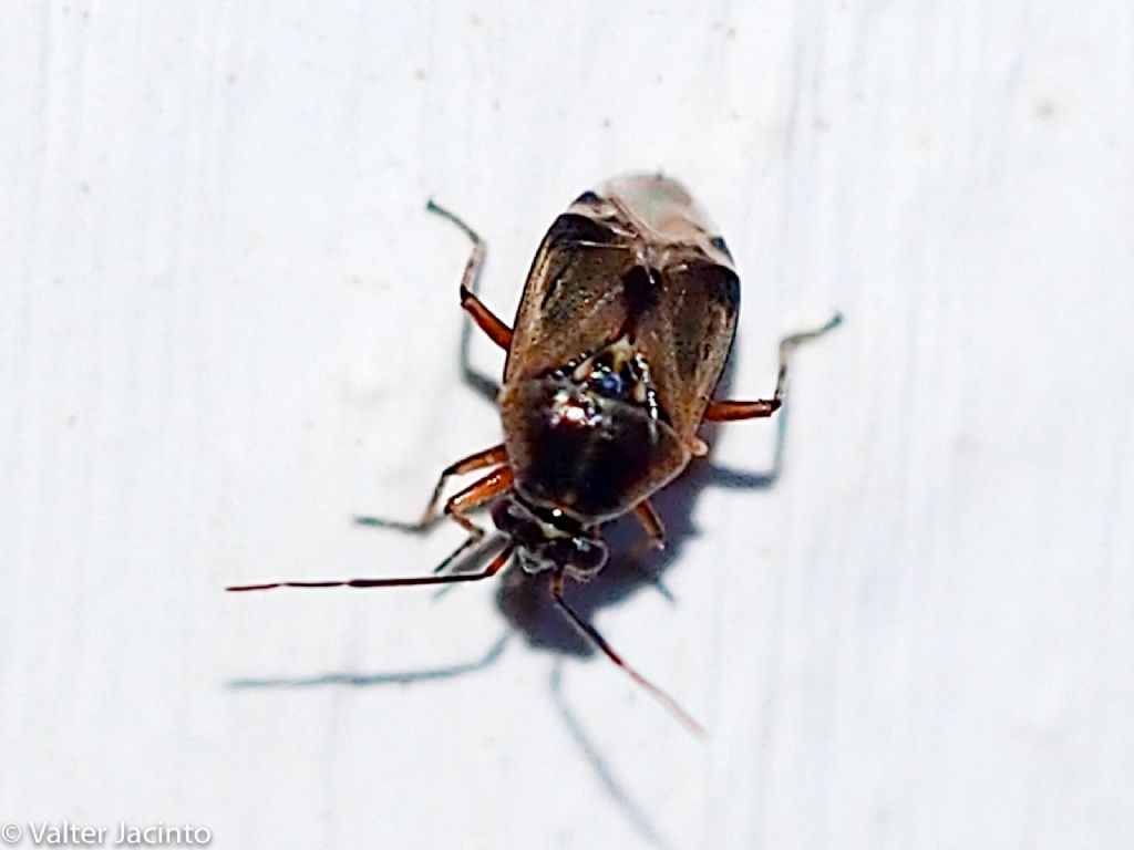 Miridae: Deraeocoris  serenus