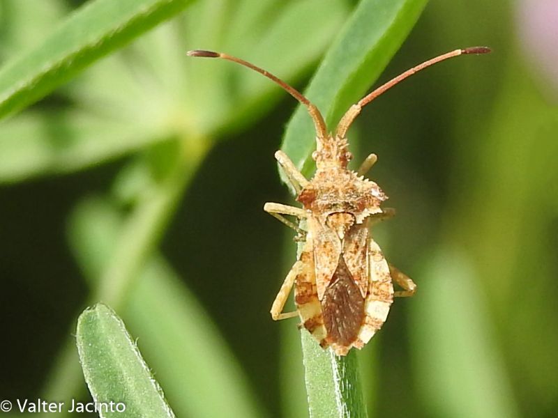 Coreidae: Centrocoris spiniger