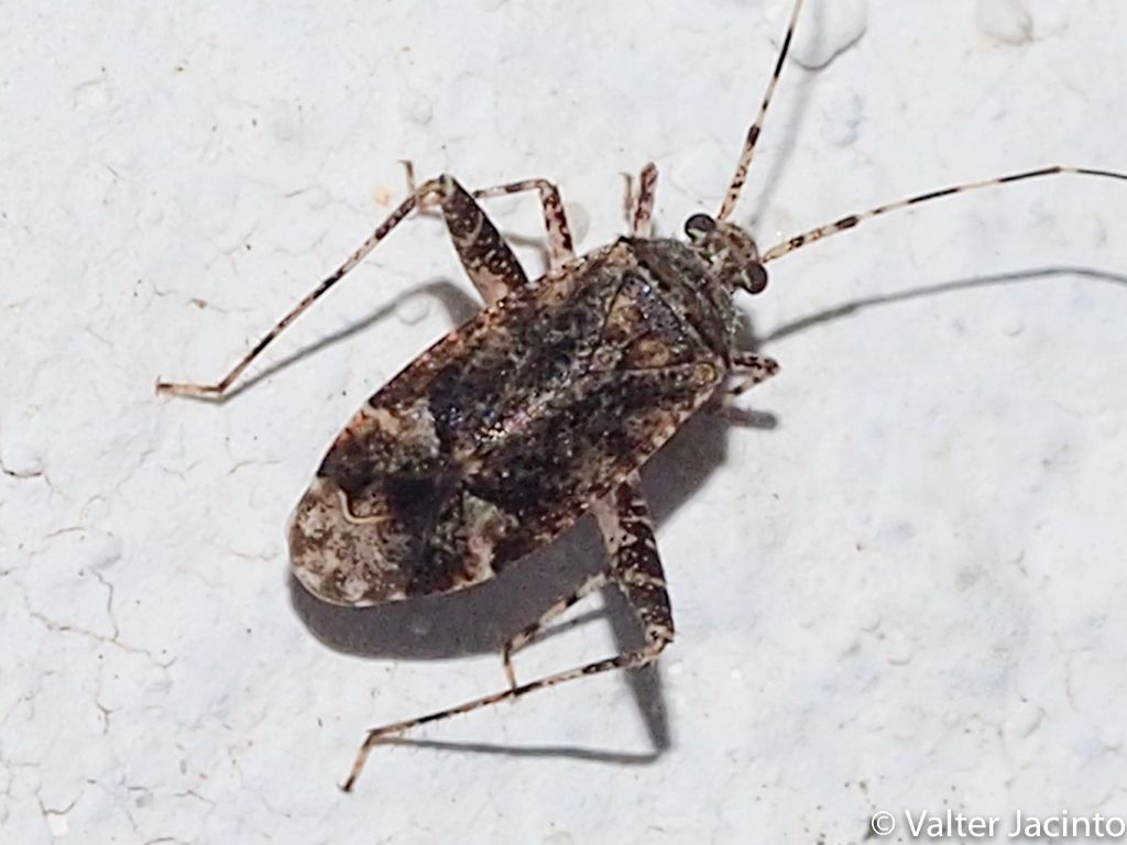 Miridae: Phytocoris viberti