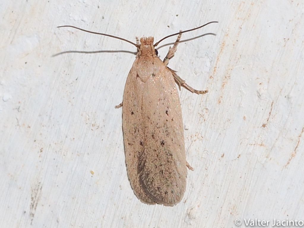 da determinare -   Agonopterix rotundella, Elachistidae