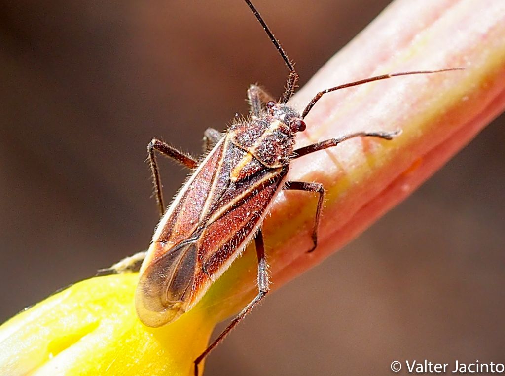 Miridae: Horistus orientalis