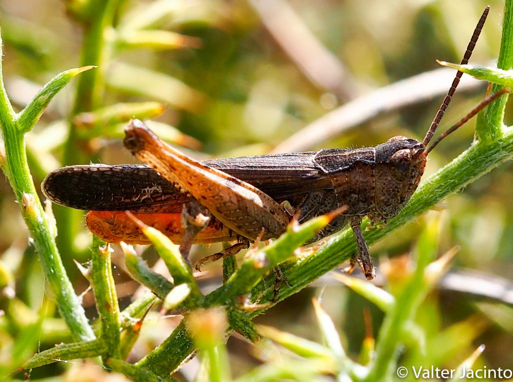 Chorthippus (Glyptobothrus) sp., maschio