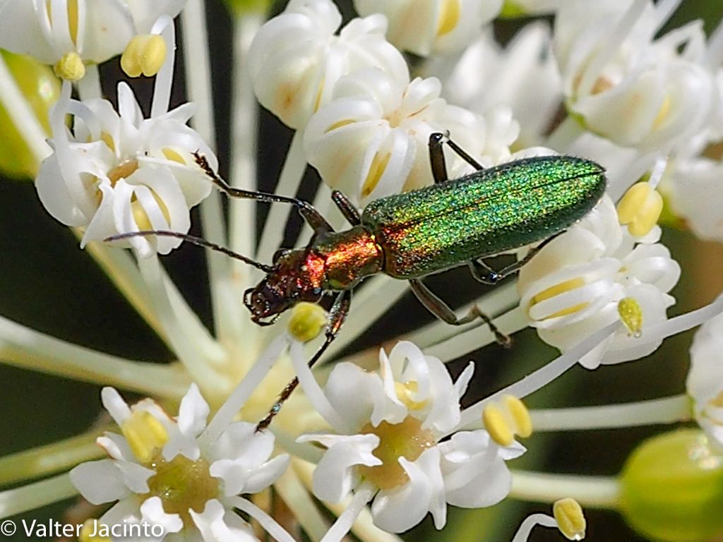 Chrysanthia superba, Oedemeridae.