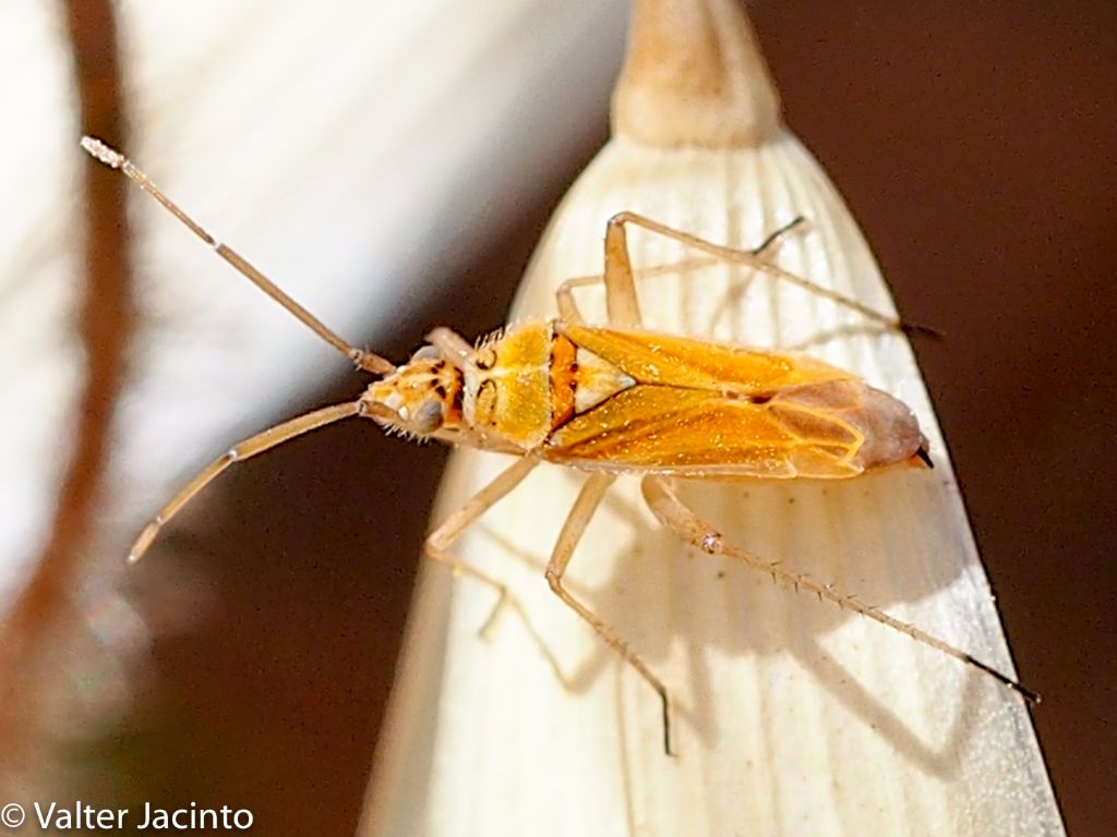 Miridae: Oncotylus bolivari