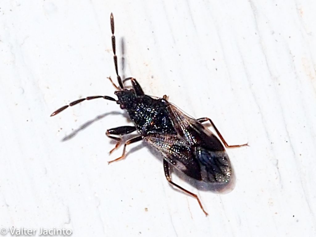 Lygaeidae: Taphropeltus contractus