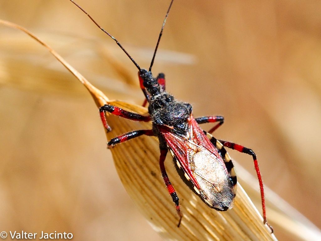 Reduviidae: Rhynocoris cuspidatus (cfr.)