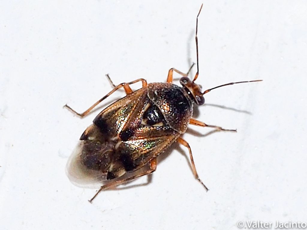 Miridae: Deraeocoris serenus