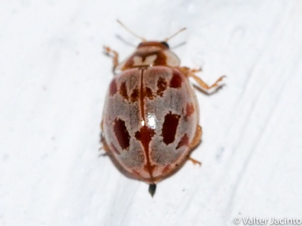 Coccinellidae: Myrrha octodecimguttata