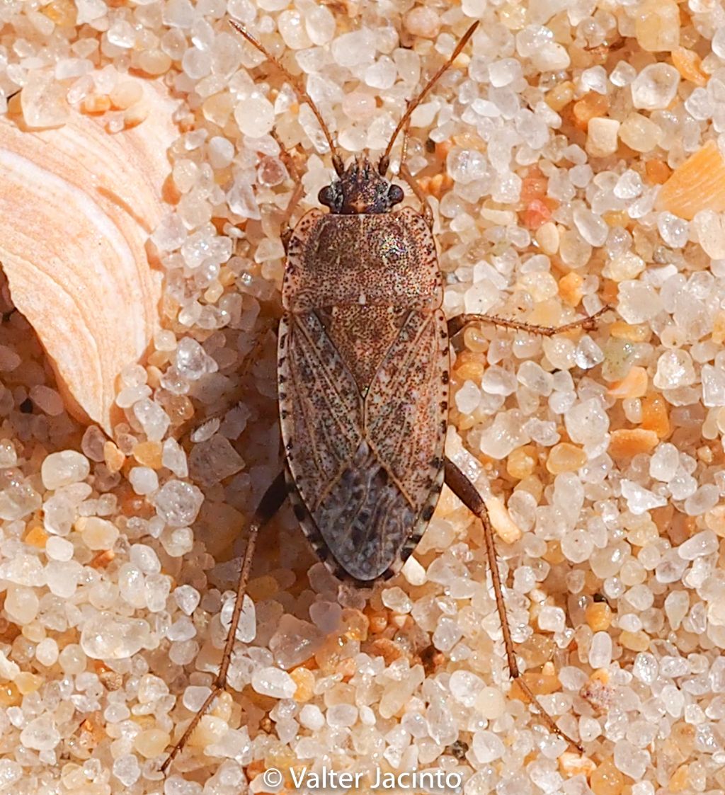 Lygaeidae: Emblethis parvus ???... Emblethis sp, femmina.