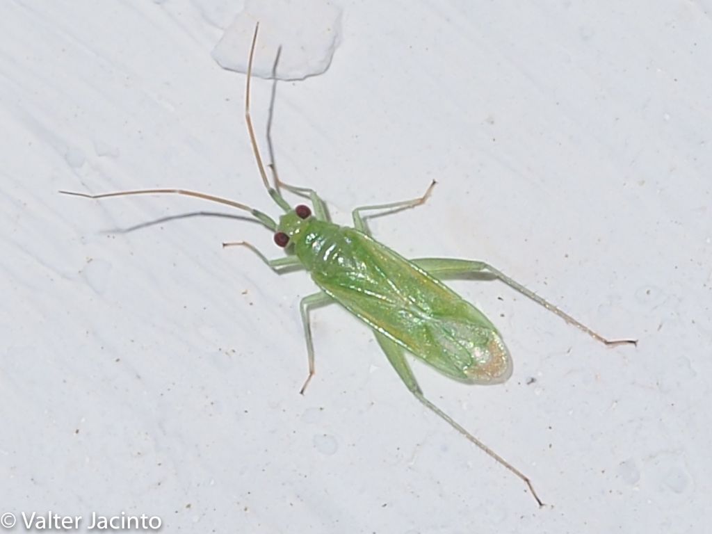 Miridae: Brachynotocoris puncticornis