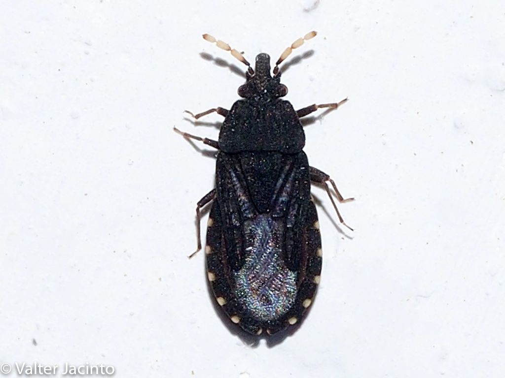 Aradidae: Aradus flavicornis