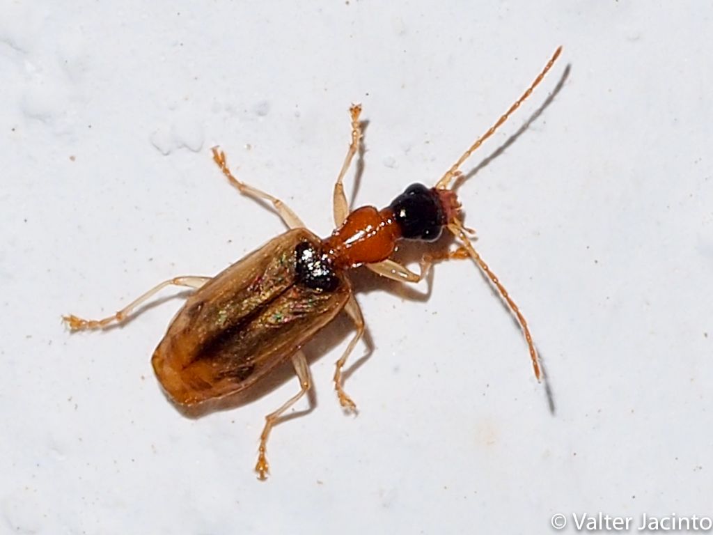 Carabidae: Demetrias atricapillus