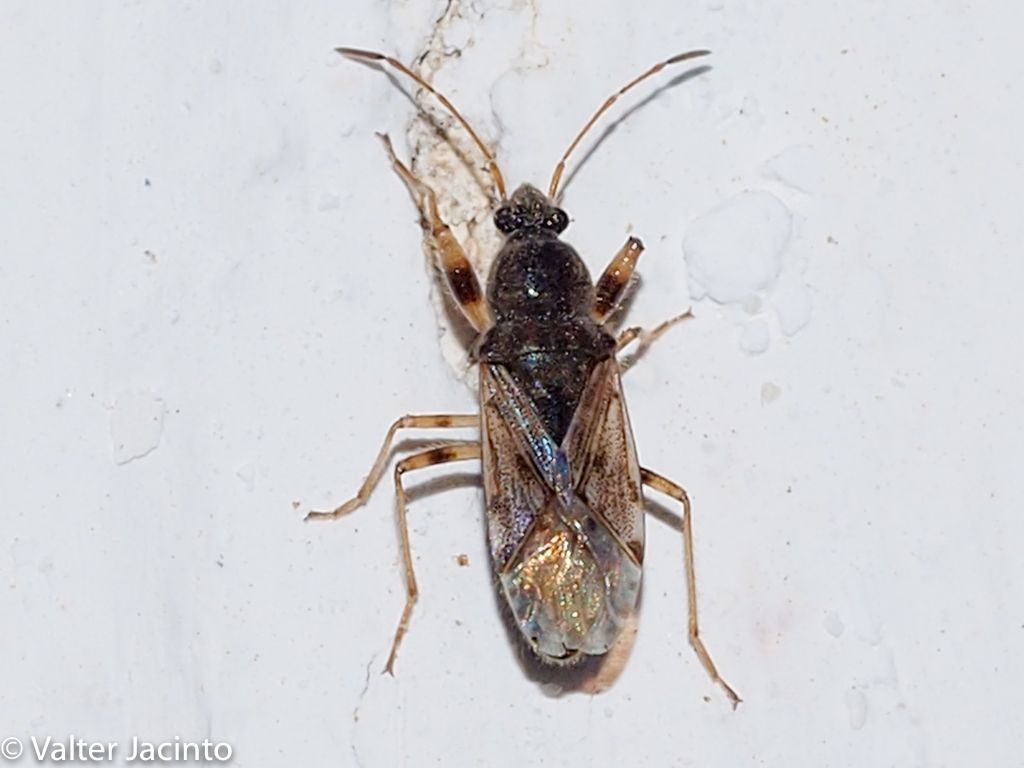 Lygaeidae: Remaudiereana annulipes