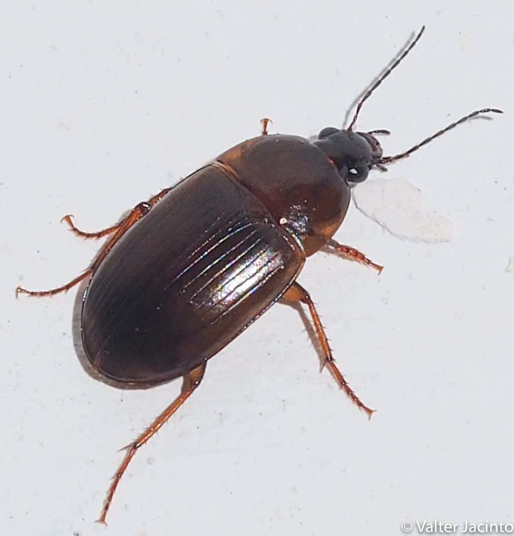 Carabidae: cfr. Oodes sp.