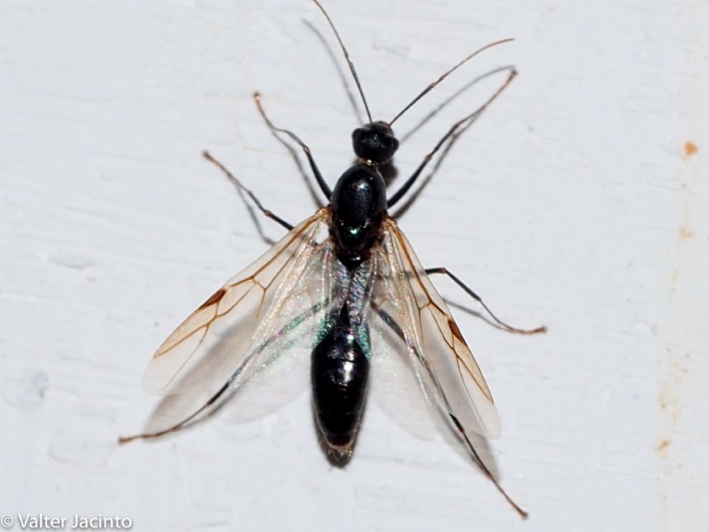 Camponotus sp., maschio
