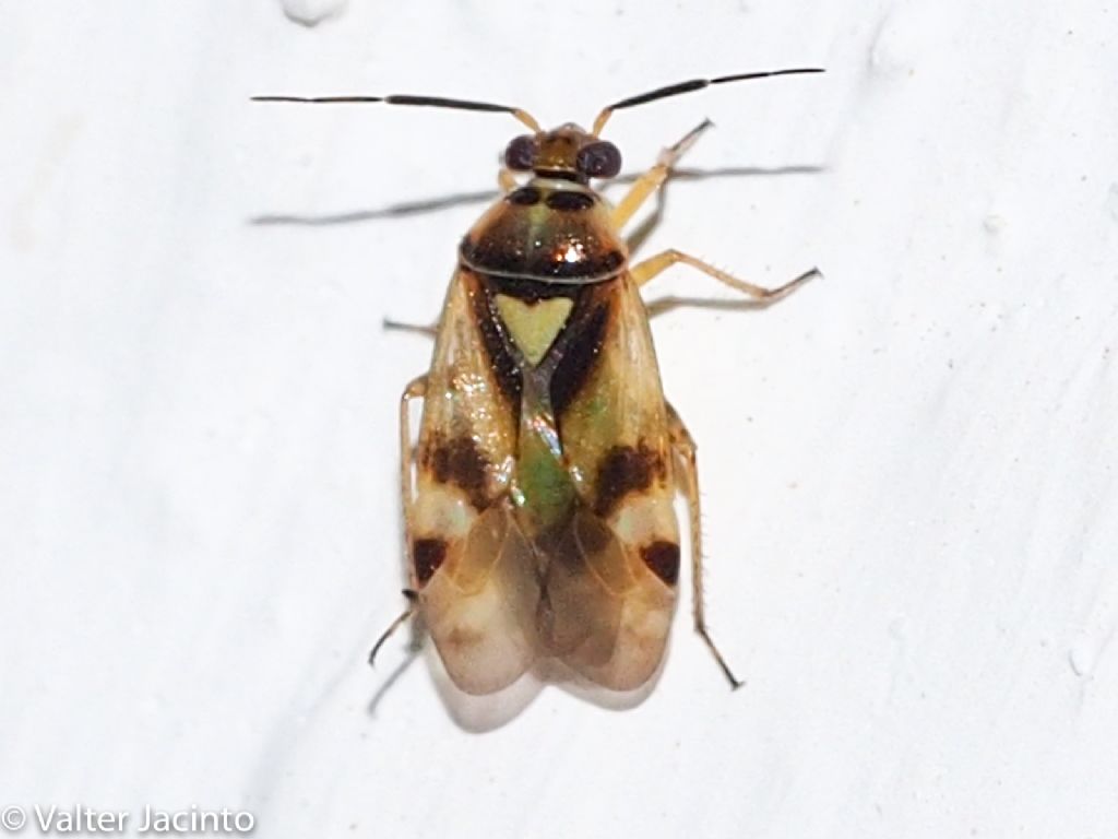 Miridae:  Orthops kalmii