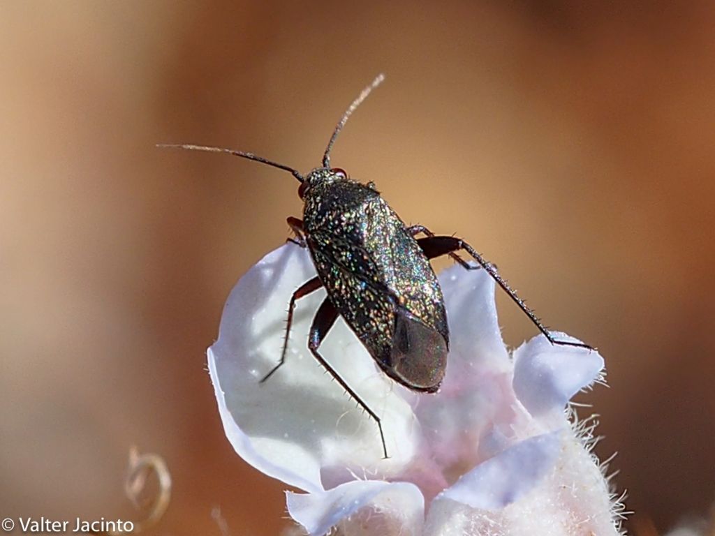 Miridae: Lepidargyrus ancorifer