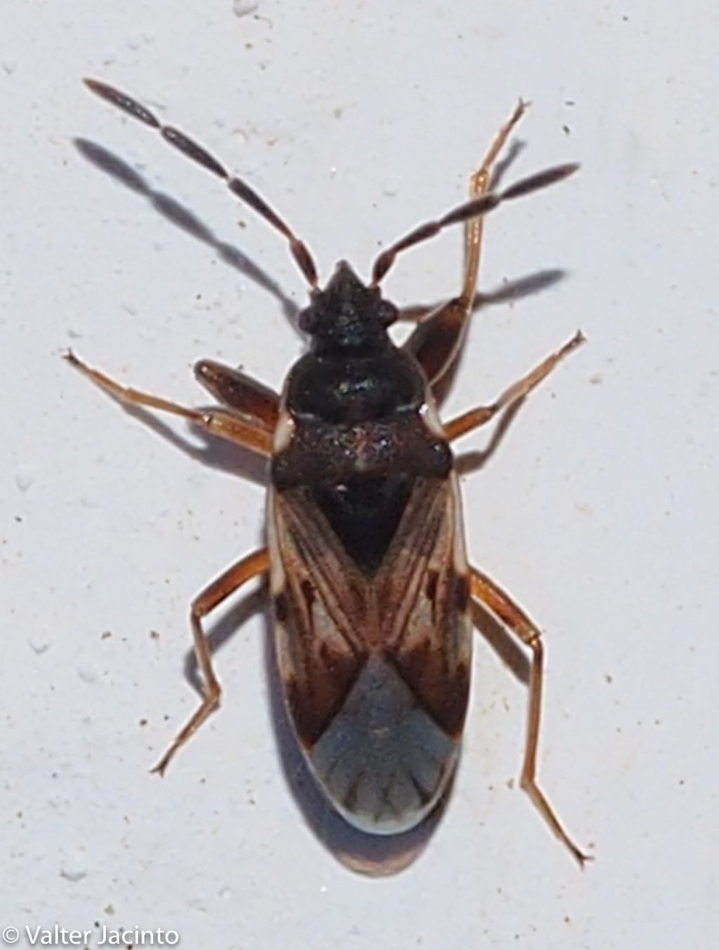 Lygaeidae - Taphropeltus contractus ? No, Scolopostethus sp.