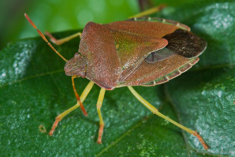 Pentatomidae: Palomena prasina del Portogallo