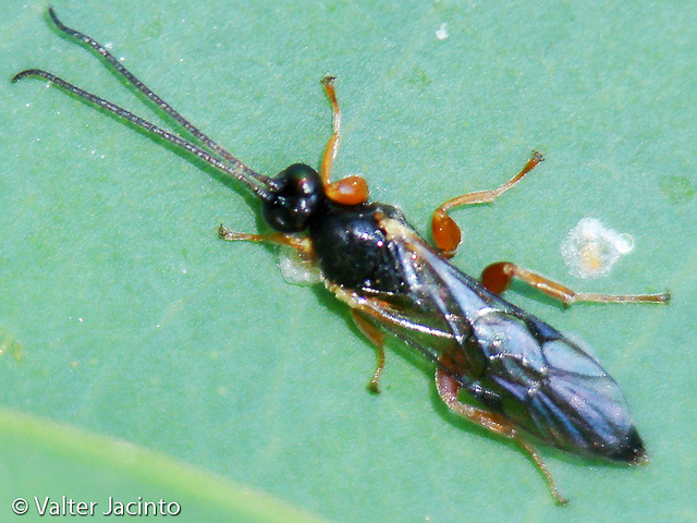 Ichneumonidae - da identificare