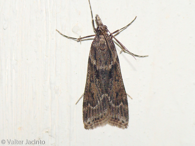 Eudonia angustea ?