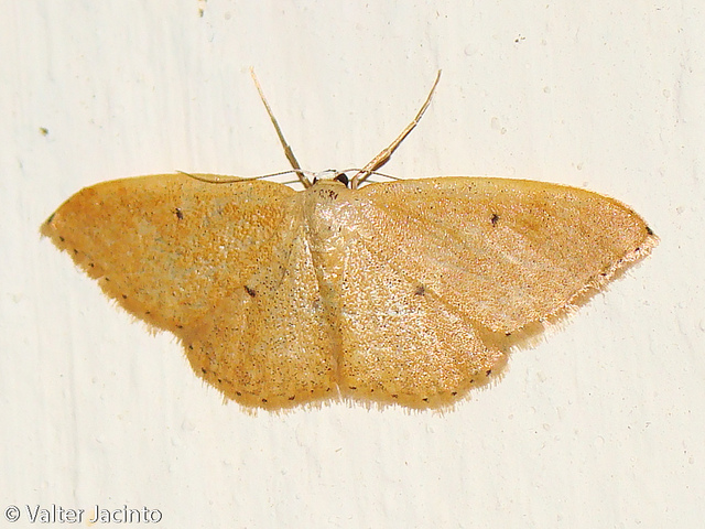 Idaea sp.