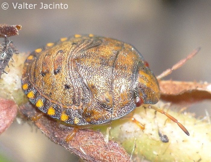 Pentatomidae