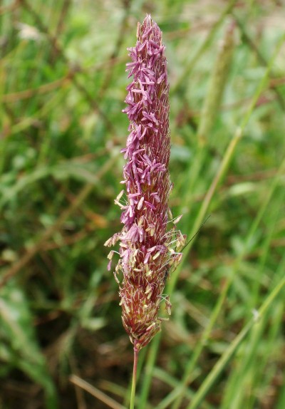 Poaceae - Alopecurus sp.