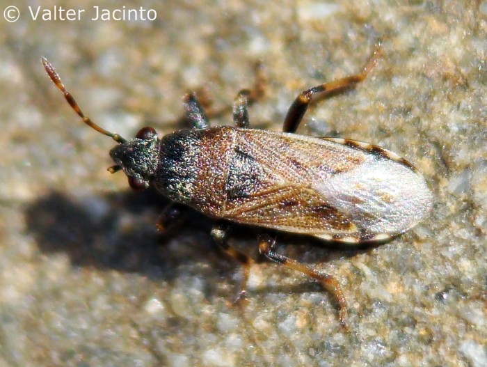 Lygaeidae: Heterogaster artemisiae del Portogallo