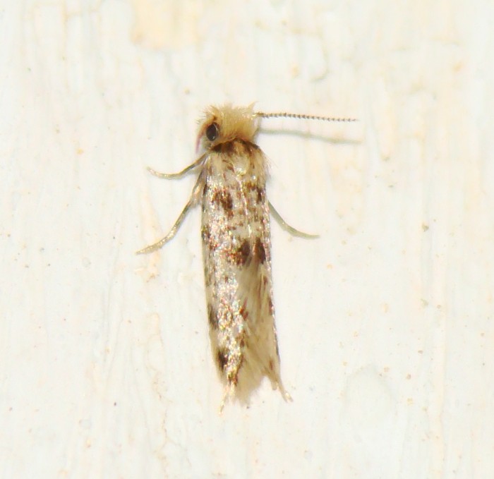 Tineidae ?