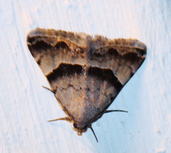 Noctuidae - da identificare