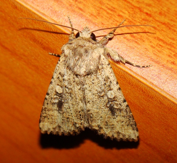 Noctuidae - da identificare