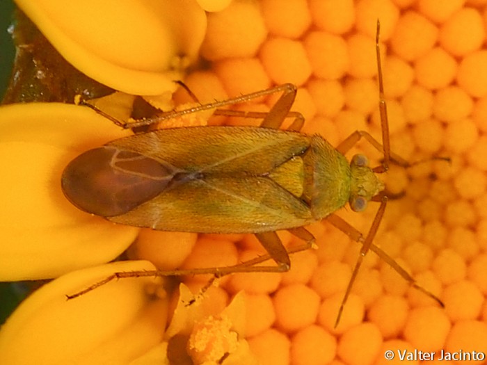 Amblytylus / Megalocoleus ?