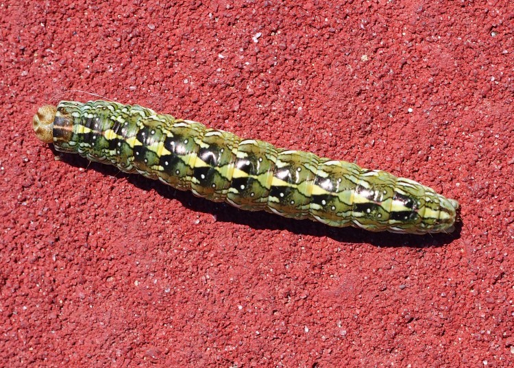 Bruco di Cucullia calendulae, Noctuidae