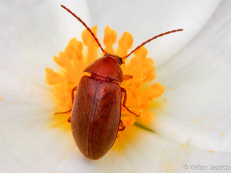 Tenebrionidae: cfr. Isomira sp.