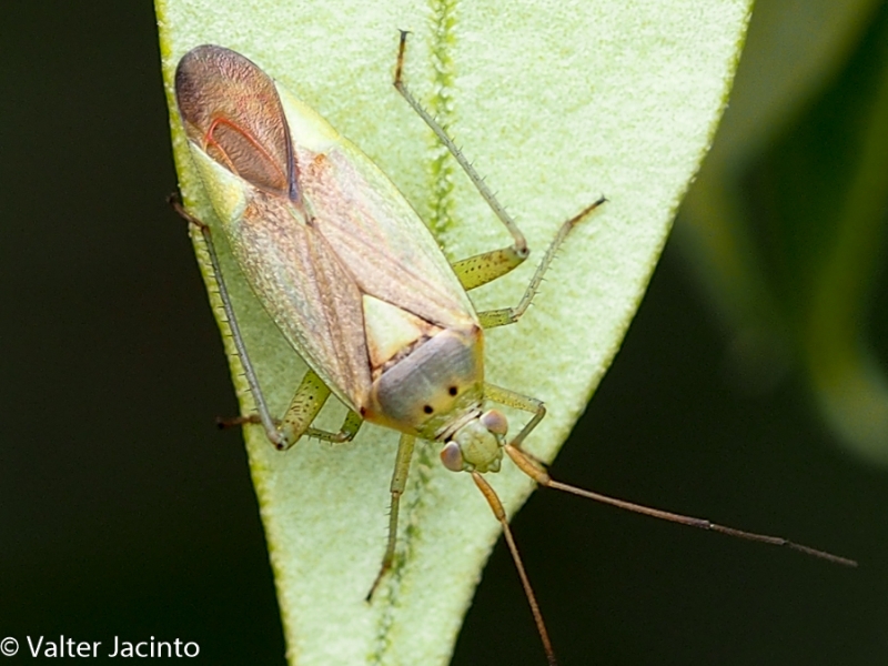 Miridae: Closterotomus trivialis, femmina  - Algarve (Portogallo)