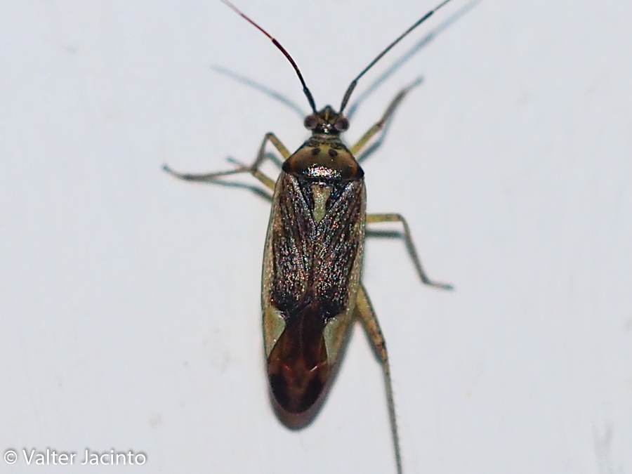 Miridae: Closterotomus trivialis del Portogallo