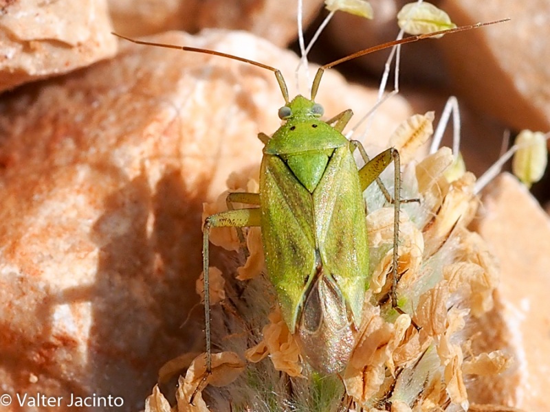 Miridae: Closterotomus norwegicus