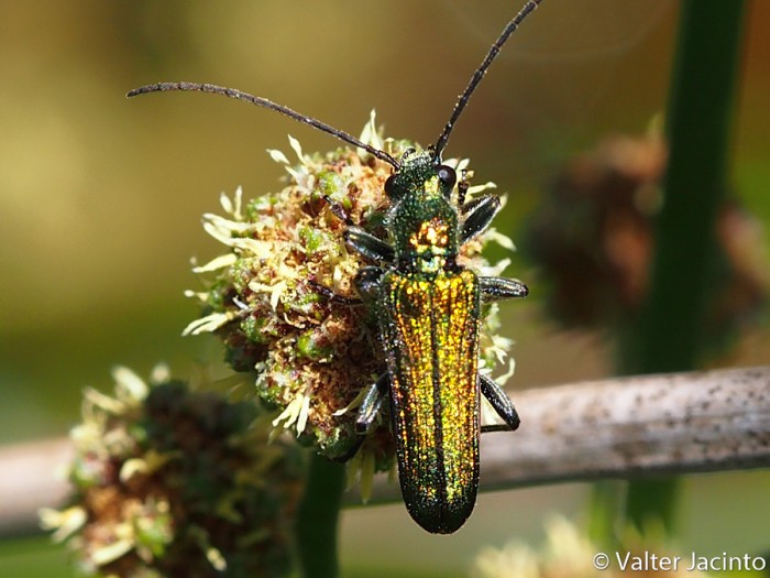 Oedemeridae - da identificare